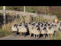 Swaledale Round-up