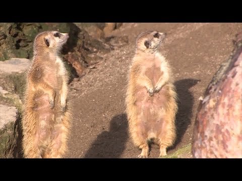 schweriner-zoo-mit-der-zweitstärksten-besucherbilanz-der-letzten-10-jahre