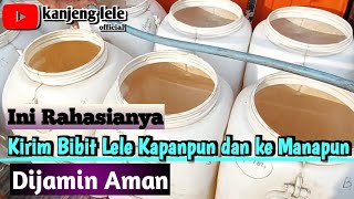 Cara aman proses kirim bibit lele skala partai besar || @kanjengleleofficial