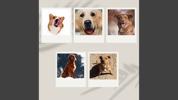 Pulsating Ambiance for Calming Your Hounds