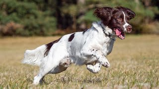 Training Your Cocker Spaniel Tricks and Commands to Teach