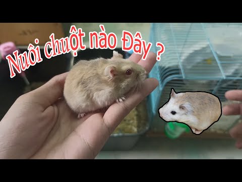 Video: Bạn Nên Mua Loại Hamster Nào?