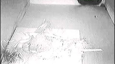 Swift nesting box, ready for swifts to arrive // Gierzwaluwn