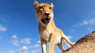 Walking With Lions - Vayetse, Livy and Ginny | The Lion Whisperer