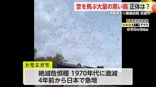 鳥の大群 1970年代に激減した絶滅危惧種のトモエガモ 最近は回復傾向