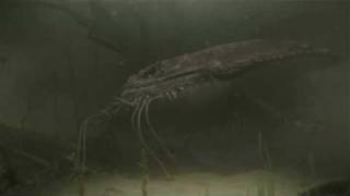 Monster Hunter Tri - Gobul Ecology