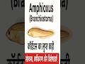 "Amphioxus (Branchiostoma): कॉर्डेट्स का लुप्त कड़ी – संरचना, लक्षण व महत्व |Zoology Notes in Hindi"