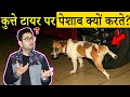 कुत्ते टायर पर पेशाब क्यूँ करते हैं? Most Amazing Facts in Hindi | TFS EP 62