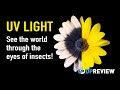 Ultraviolet Light Explained: See the world through the eyes of insects