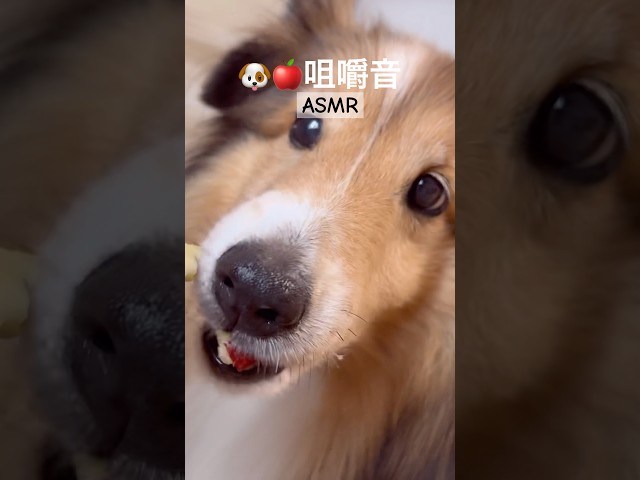 【ASMR】わんちゃん🐶のリンゴ🍎咀嚼音 Eating Sounds #shorts  #咀嚼音