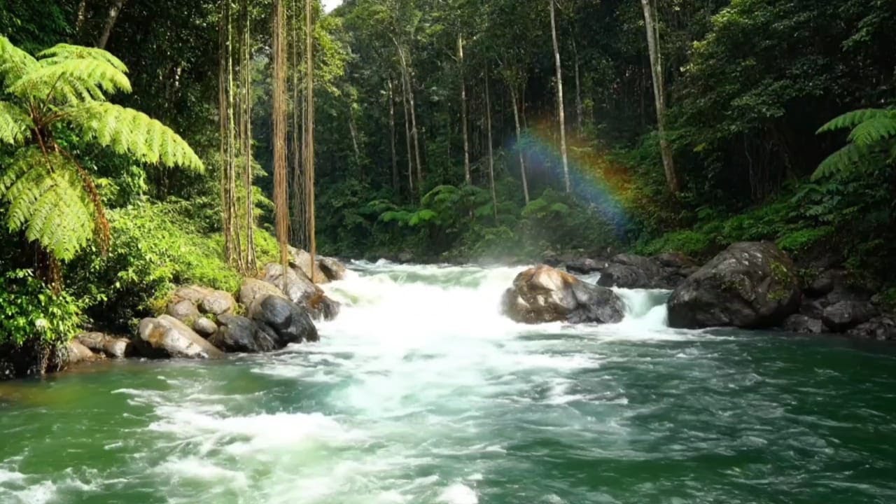 🌿 **River Sounds for Sleep | Peaceful Forest Stream & Natural White Noise**