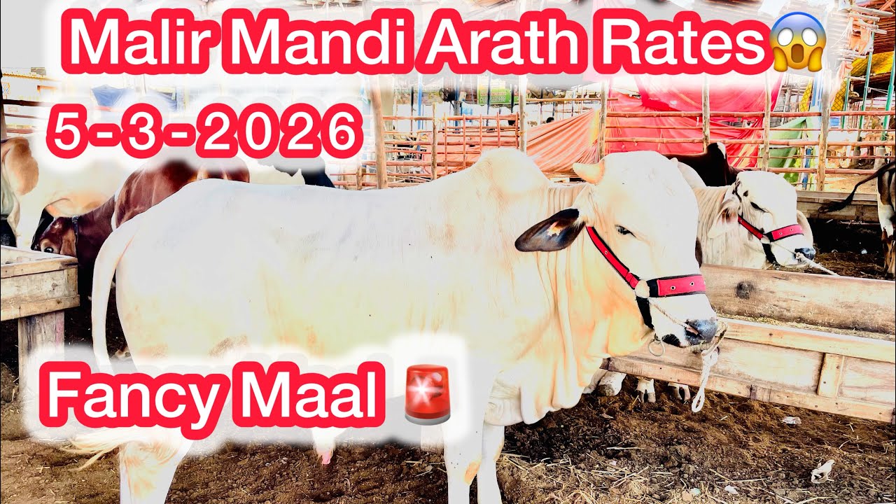 Malir Mandi Arath Rates Updates😱 || 5-3-2026 Fancy Mid Range Wala Maal Agaya🚨 || Bakra Eid 2026