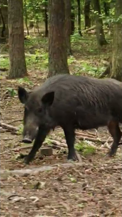 خنزير نجس حتى في الغابة#short  #المغرب