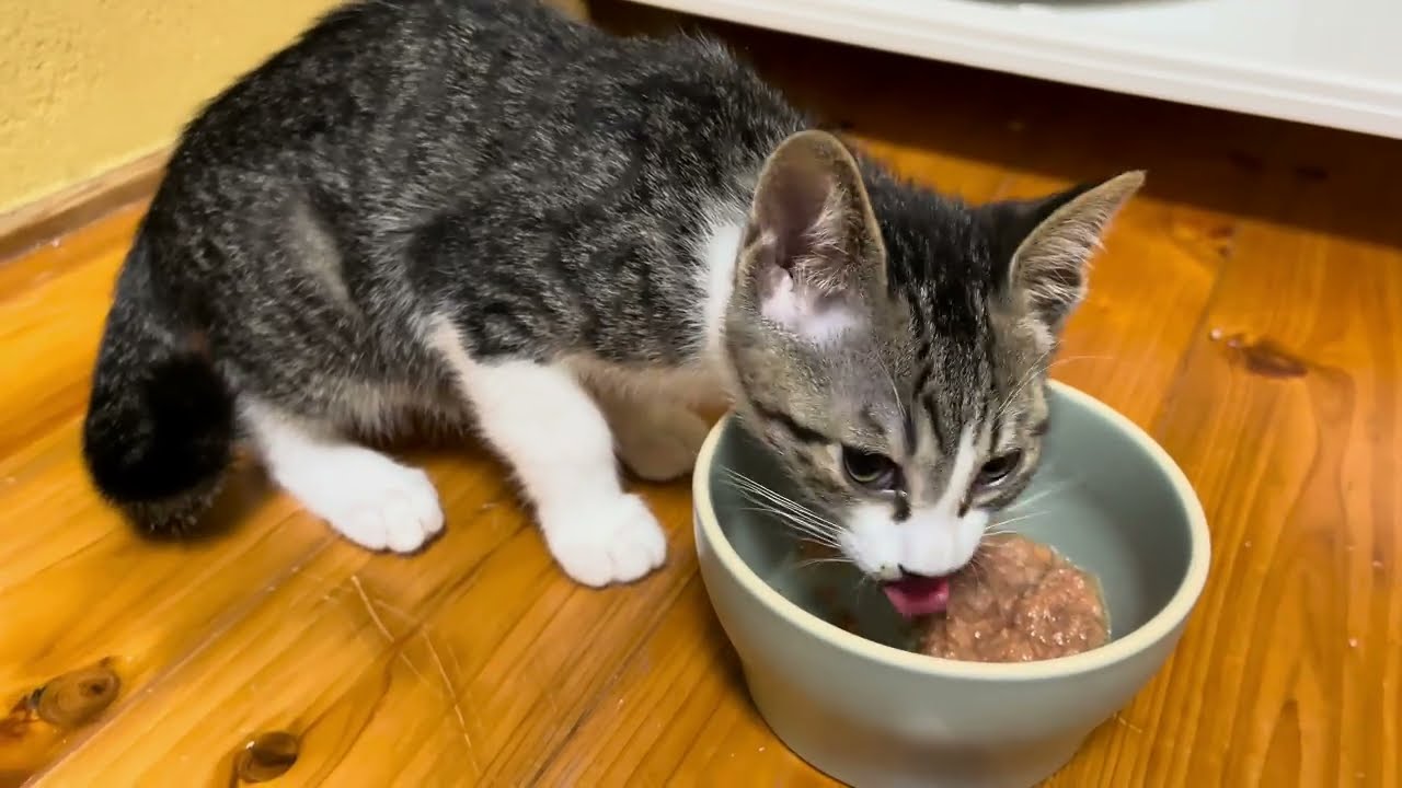 捨てられた子猫を保護しました