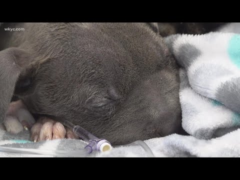 'Miracle' dog recovering after left for dead in Cleveland - YouTube