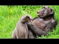 Забавные животные / Funny animals