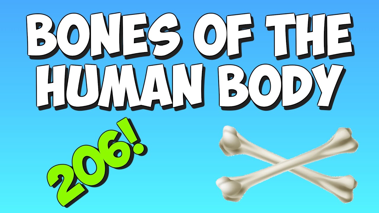 Bones! Learn the bones of the human body! - YouTube