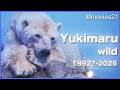 【ありがとう】ホッキョクグマ・ユキ丸 2017～2025 私が出会った8年間の記録~Yukimaru the Polar Bear