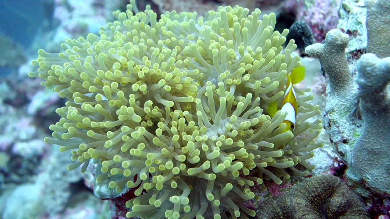 Chagos anemonefish (Amphiprion chagosensis) - YouTube