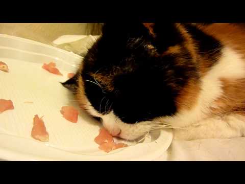 My calico cat asleep in her food