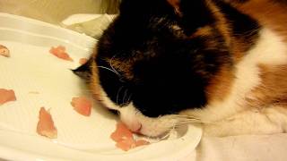 My calico cat asleep in her food