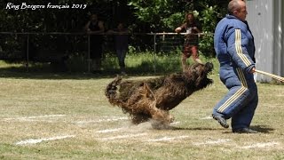 Ring Bergers Français 2015 , les briards Gonzague et Hernesto