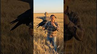 Leş Kargasi İle Normal Karga Arasindaki̇ Fark