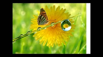 الشيخ عبدالودود حنيف ( سورة الفيل)