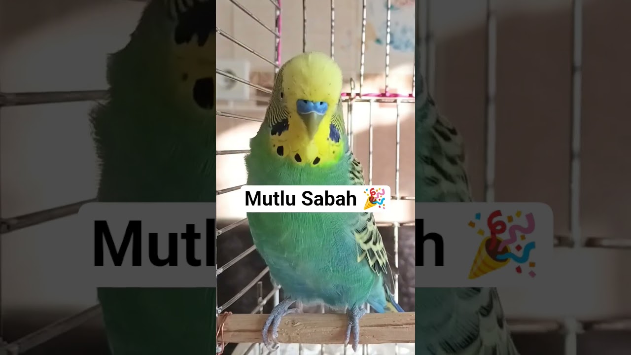 GÜNAYDI :) #muhabbetkusu #muhabbetkuşusesi #kuşçağırma #parrot #talkingparot #birds #budgies #bird