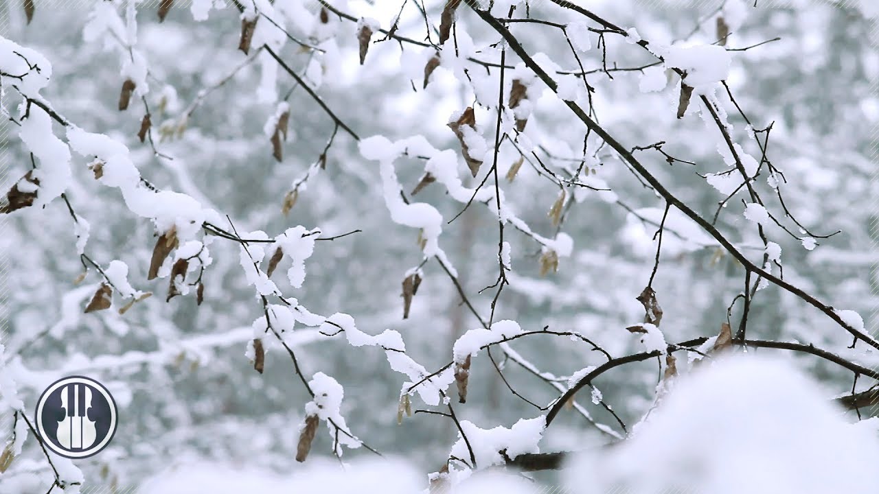 Метель шум слушать. Звуки в природе снег. Звуки природы ветер зимой. Звуки леса метель. Звуки снега ветра зимы.