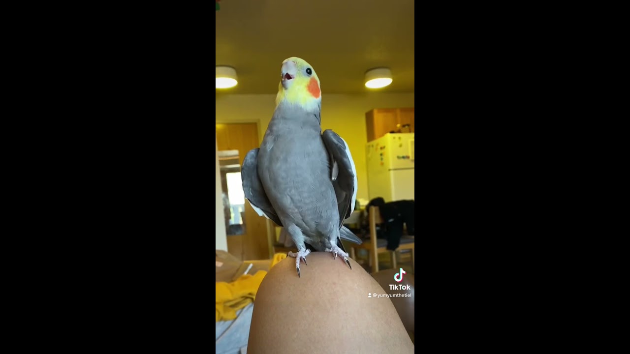 Little Parrot Singing And Dancing Bird Pet Cockatiel Cute