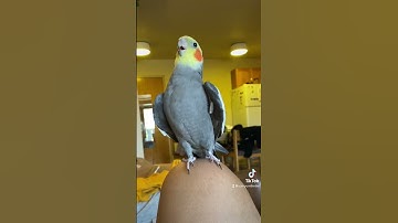 Thumbnail of Little parrot singing and dancing #parrot #bird #pet #cockatiel #cute