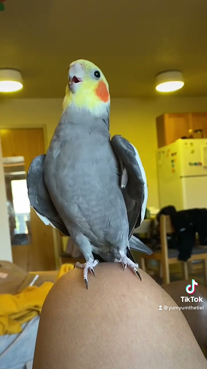 Little parrot singing and dancing #parrot #bird #pet #cockatiel #cute