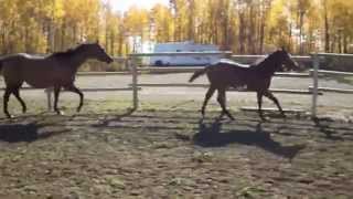 SOLD 2015 APHA bay overo colt "Jacked up on loot"