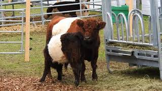 ミルクを飲むギャロウェイの仔牛　Belted Galloway　calf　2017 1001
