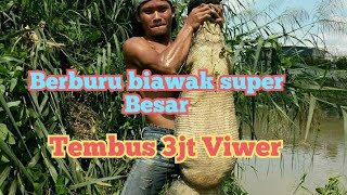 Berburu biawak super besar (tanpa alat apa pun)