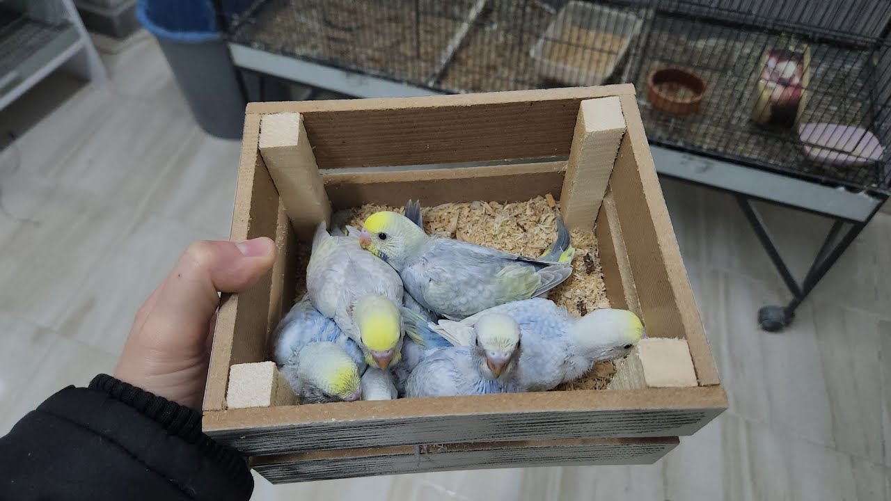 Yuvalardan Yavrularımızı Kasaya Topladık😍Çiflikten Yumurta Toplar Gibi😅🧿