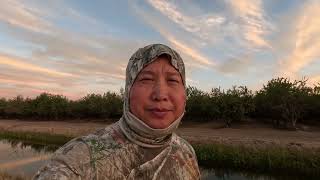 Last day dove hunting 9-15-23