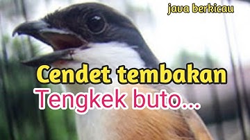 CENDET ISIAN TENGKEK BUTO