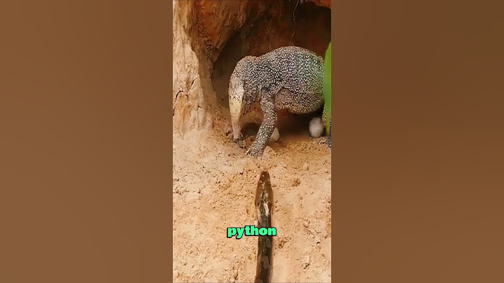 Unbelievable! A Python Attacks a Giant Monitor Lizard—What Happens Next?#animals #wildlife #foryou