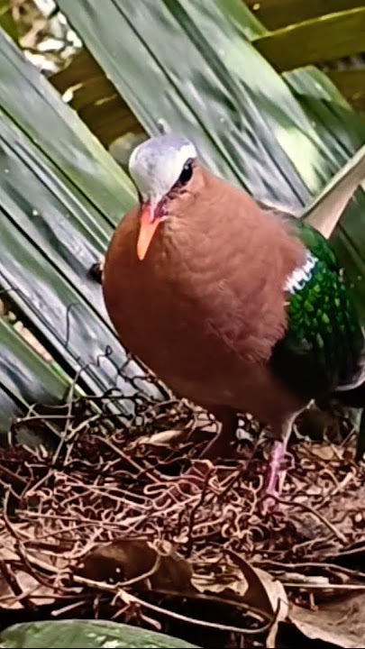 BURUNG PUNAI TANAH JANTAN GACOR DI SARANG