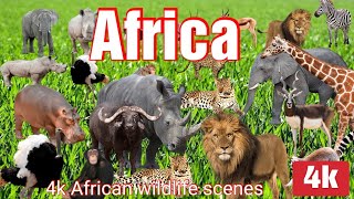 Safari en África en 4K | Película de Naturaleza Relajante con Vistas Escénicas