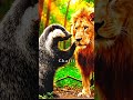 عسيلة حلم بلي مبقاش هو ملك الغابة 