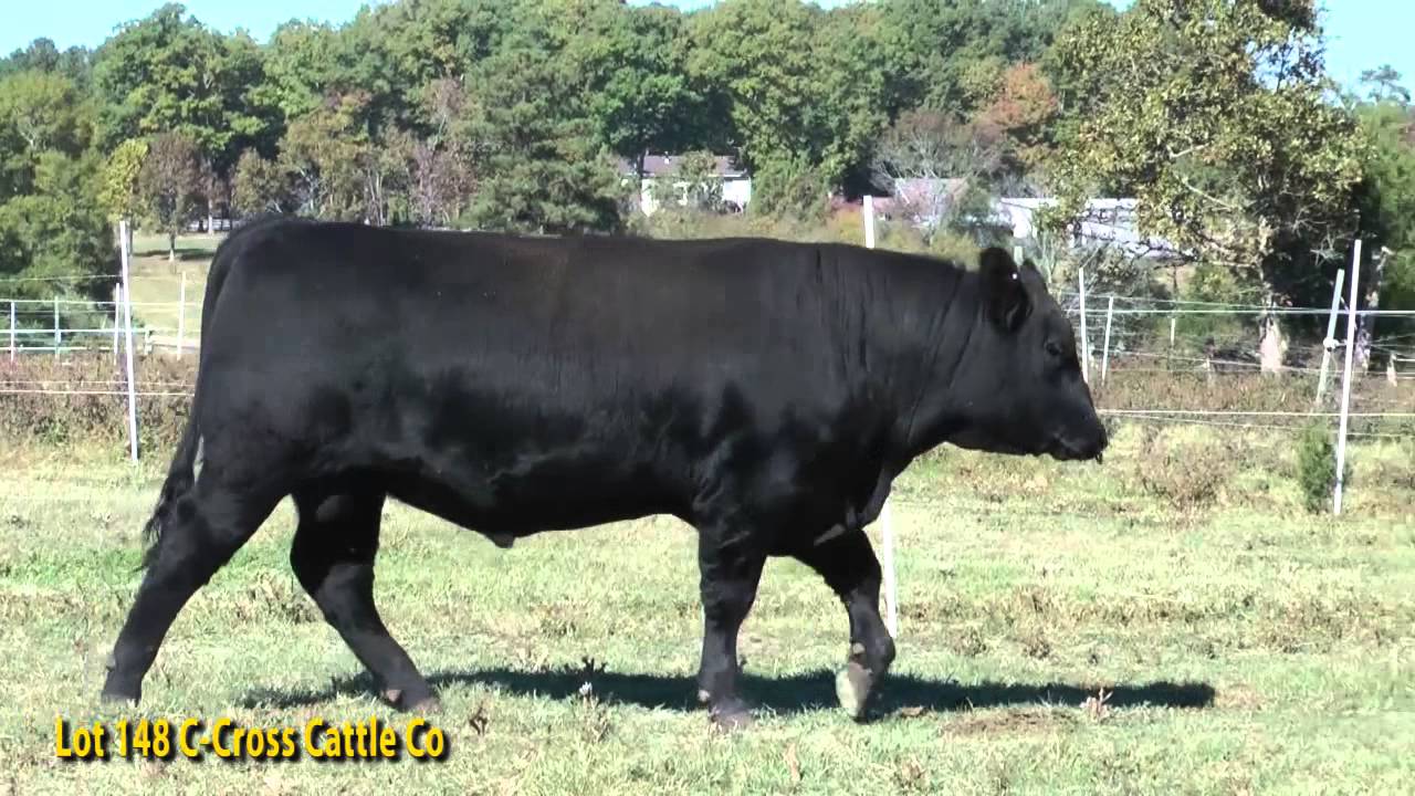 Lot 148 C Cross Cattle Co YouTube
