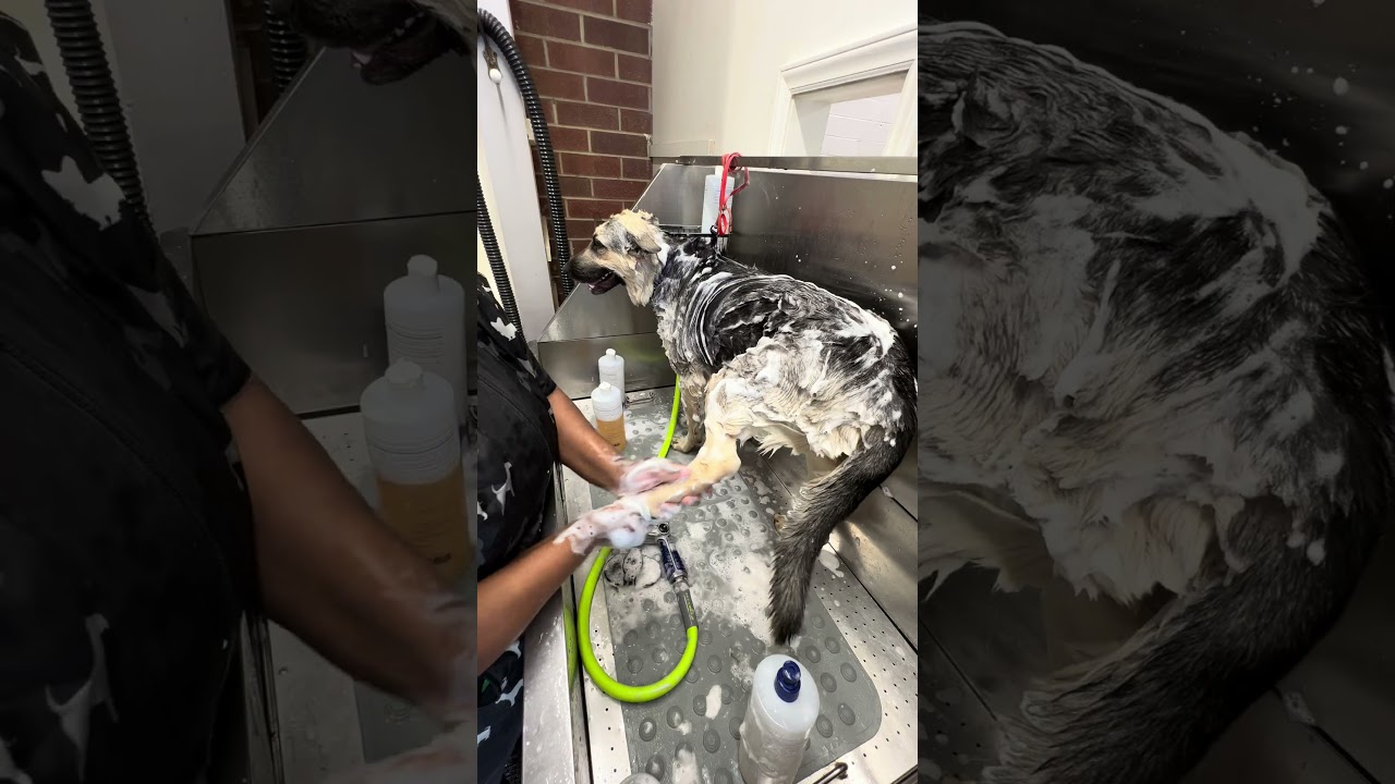 THEE BEST GERMAN SHEPHERD EVER!! 