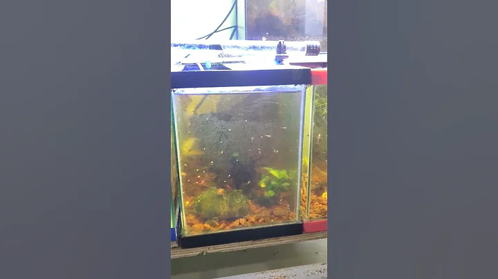 My mini shrimp tanks