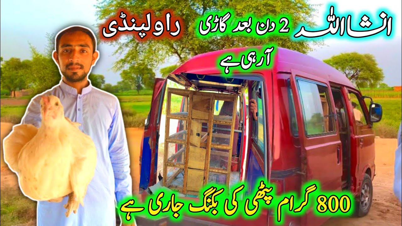 Desi Murgi Farming in Pakistan Ali Bhai Poultry Farm YouTube