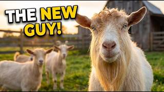 We Brought Home a New Goat… And He's Here to Make Babies!