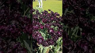 Amazing vibrant colour of black tulip keukenhof flowers blacktulip spring garden netherlands