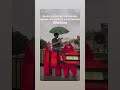 У Филиппа не только Сумки..) Сейчас эта собака в коллекции Киркорова))#киркоров #ильяспич #артобьект